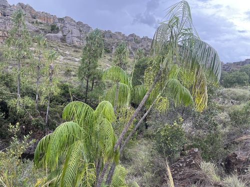 Dypsis de Florence Rara