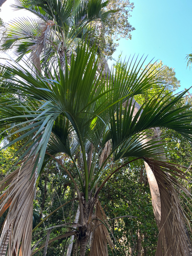 Palmeira Kentia Belmoreana