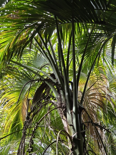 Palmeira Kentia Belmoreana