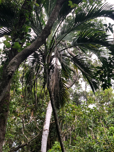 Palmeira Kentia Belmoreana