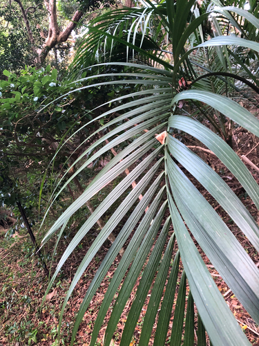 Palmeira Kentia Belmoreana