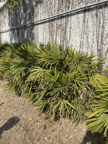 Palmeira Ráfia do Laos