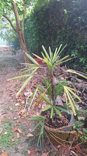Palmeira Ráfia do Laos