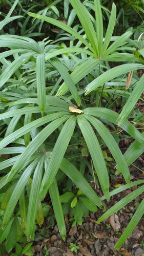 Palmeira Ráfia do Laos