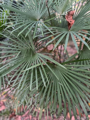 Palmeira Ráfia Multifida