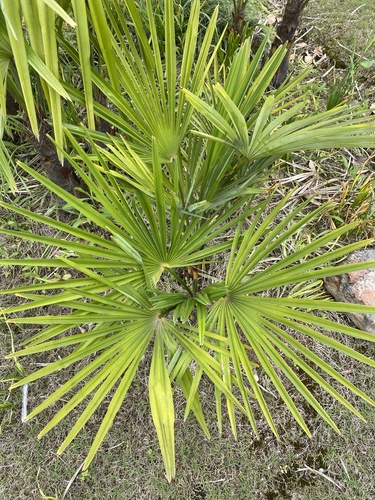 Palmeira Ráfia Multifida
