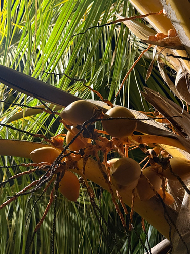 Coqueiro Gigante Costeiro