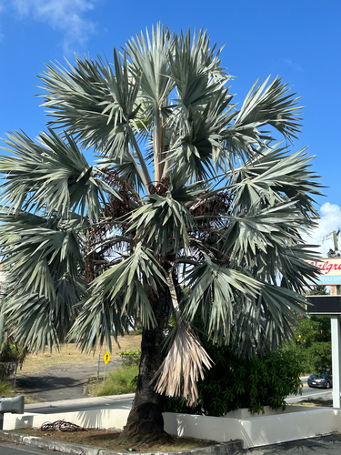 Palmeira Bismarck Verde