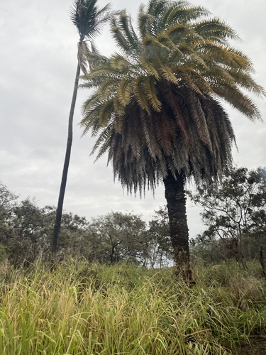 Tamareira Verdadeira (Tâmara)