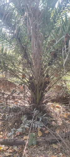 Tamareira Silvestre Dourada