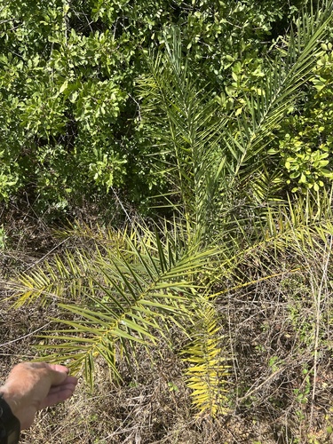 Tamareira Silvestre Dourada