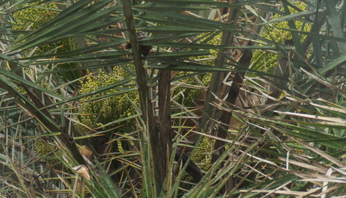 Tamareira Silvestre Dourada