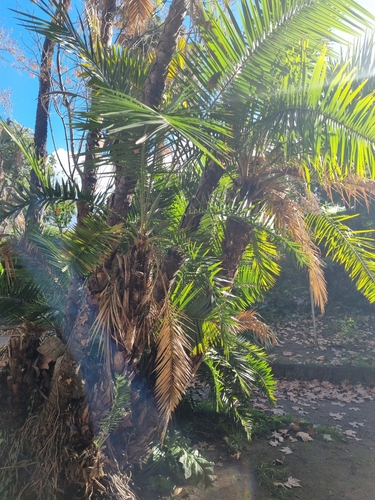 Tamareira de Senegal Touceira