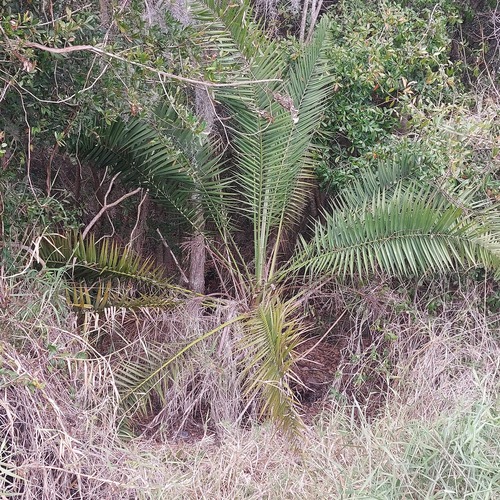 Tamareira de Senegal Touceira