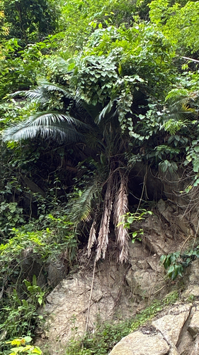 Tamareira das Rochas de Vaso