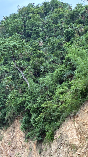 Tamareira das Rochas de Vaso