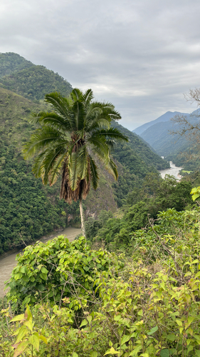 Tamareira das Rochas de Vaso