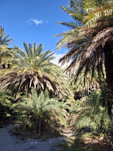 Tamareira de Creta