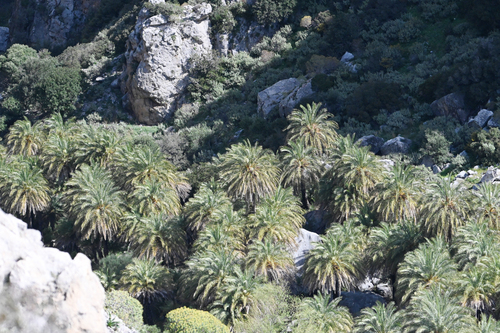 Tamareira de Creta