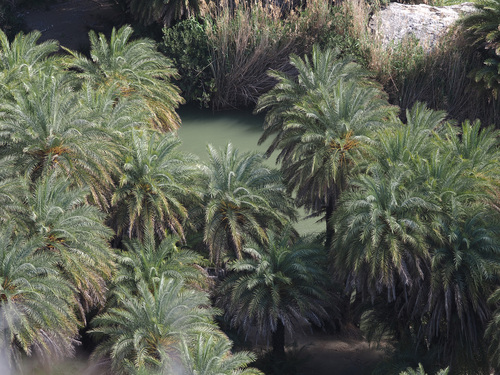 Tamareira de Creta
