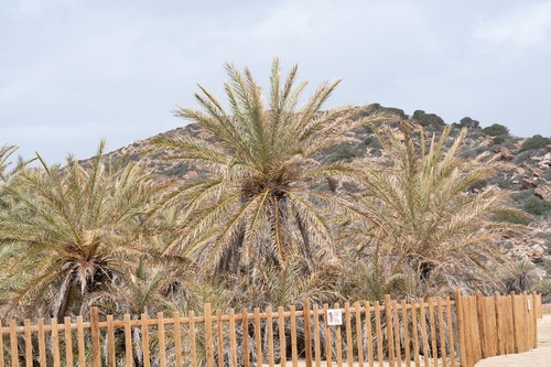 Tamareira de Creta
