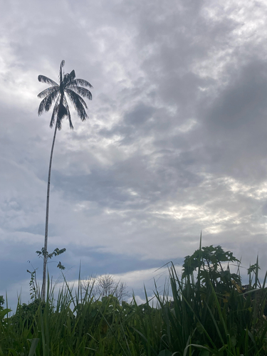Açaí Solteiro da Amazônia