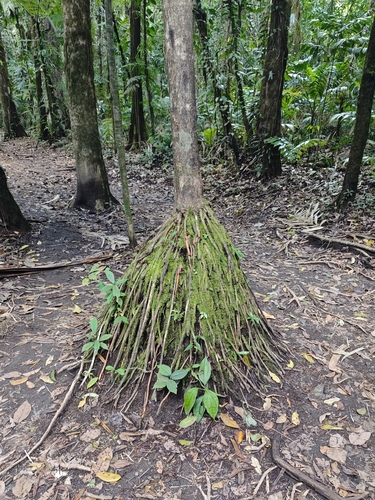 Açaí Solteiro da Amazônia