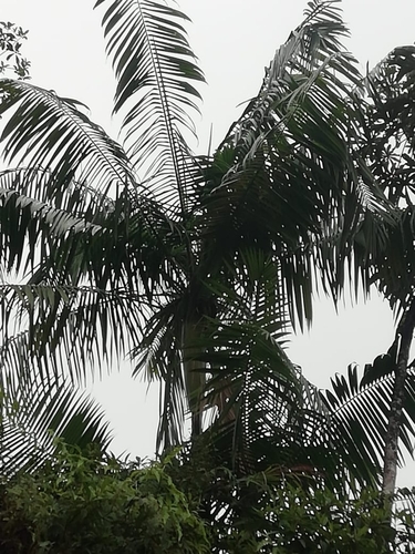Açaí Solteiro da Amazônia