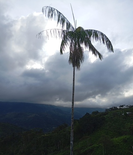 Açaí Solteiro da Amazônia