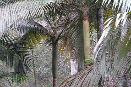 Palmeira Real Gigante