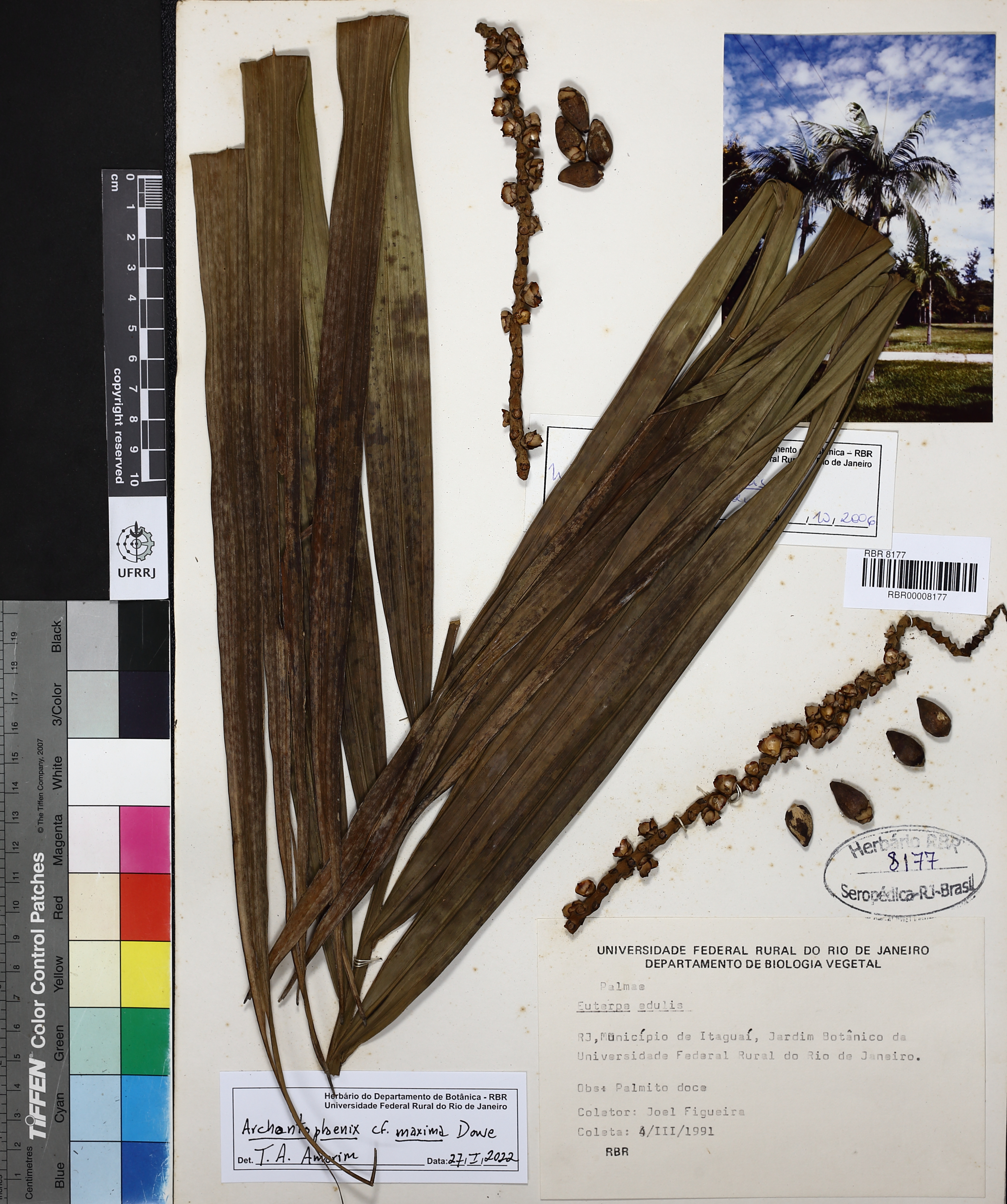 Palmeira Real Gigante