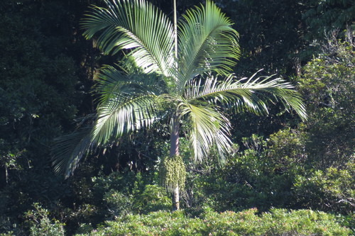 Palmeira Real de Palmito Roxo