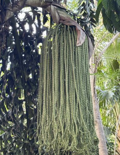 Palmeira Cariota de Albert