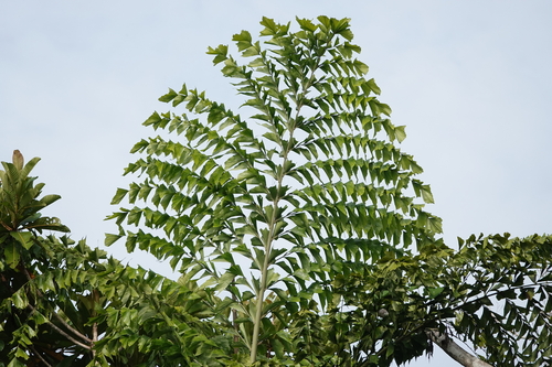 Palmeira Cariota de Albert