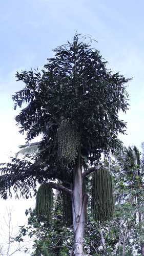 Palmeira Cariota de Albert