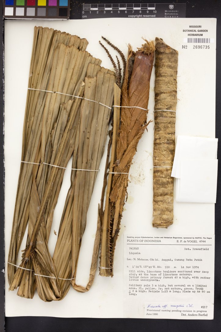 Licuala de Rumphius Rara