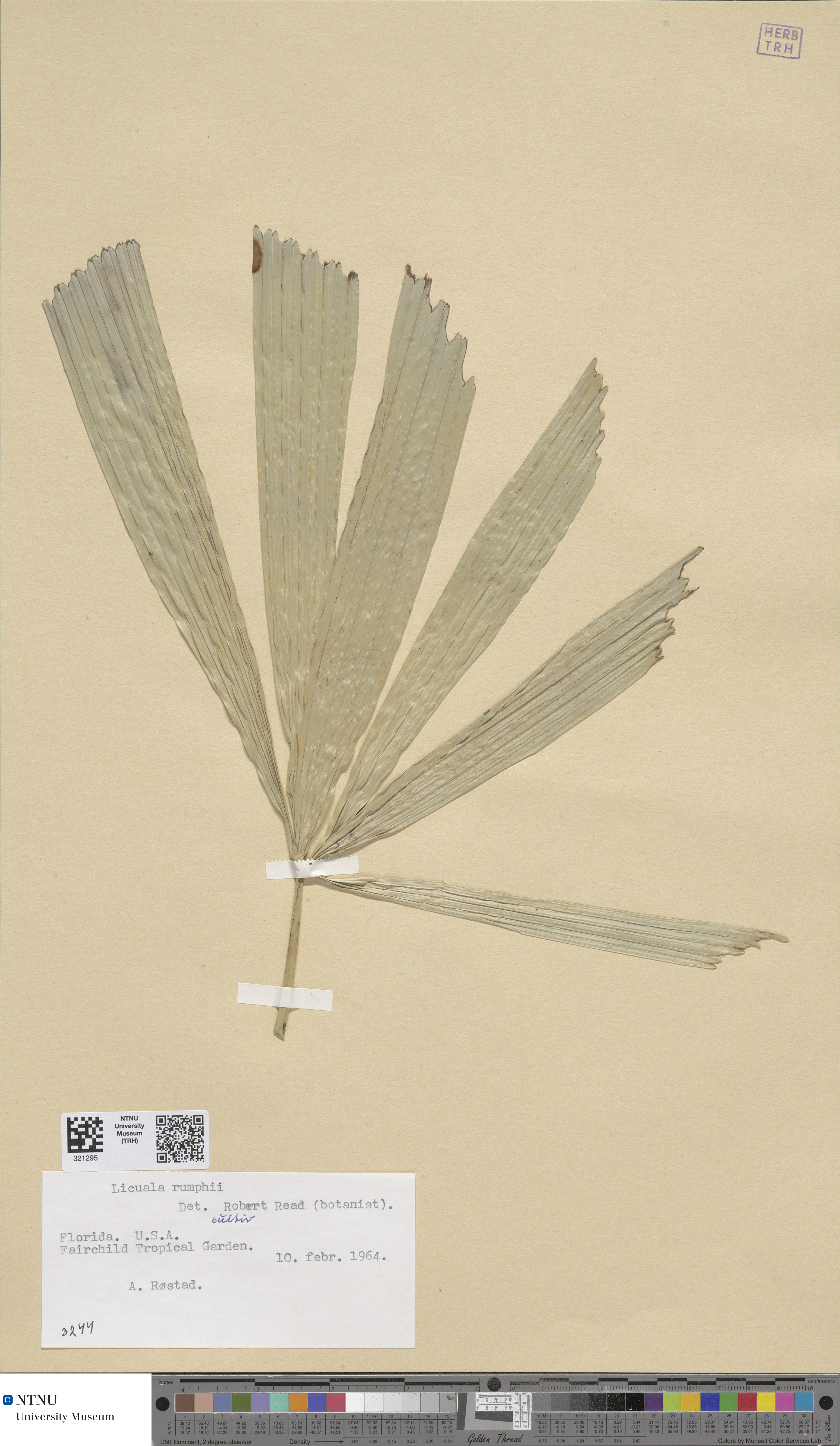 Licuala de Rumphius Rara