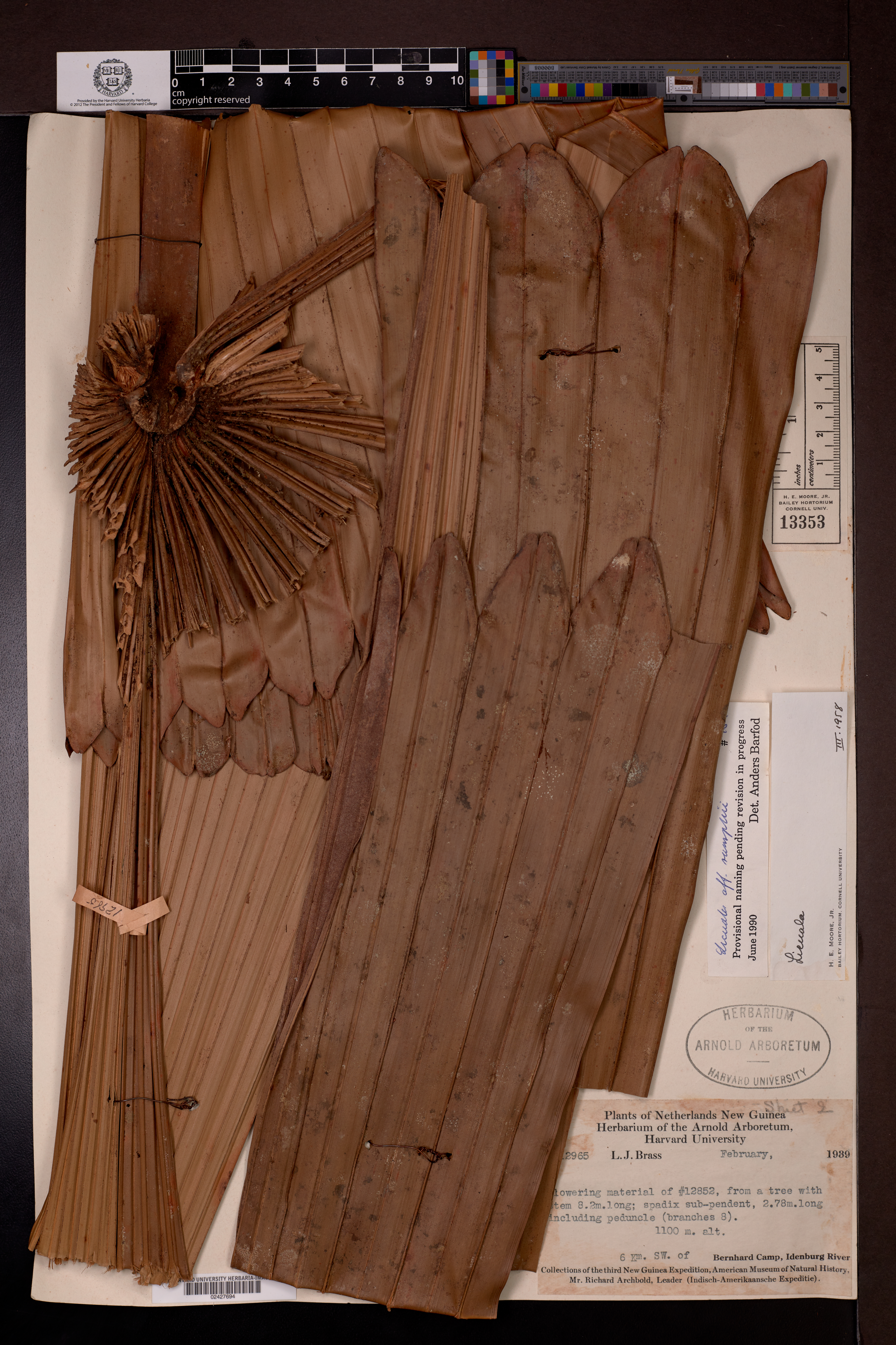 Licuala de Rumphius Rara