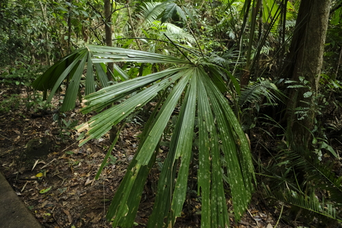 Licuala da Austrália de Vaso