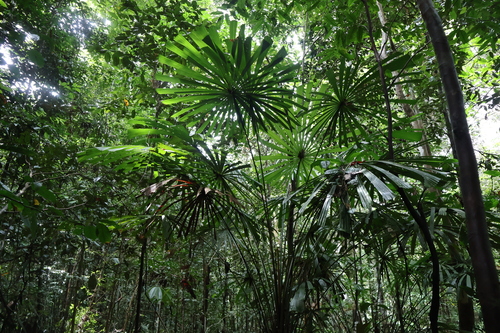 Licuala de Lauterbach Sombreada
