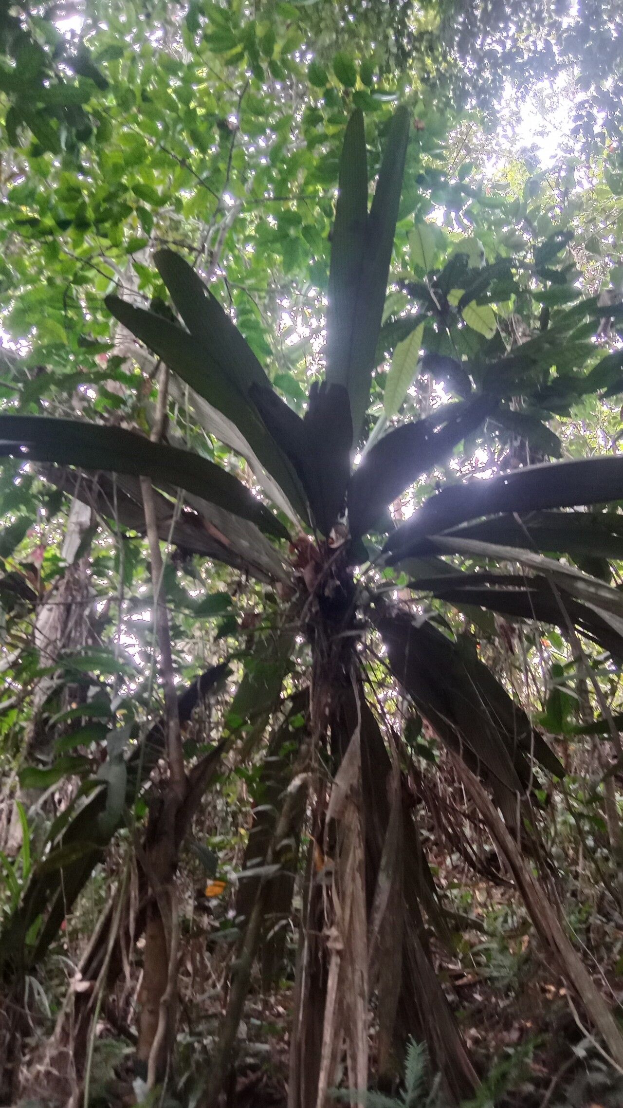 Licuala de Lauterbach Sombreada