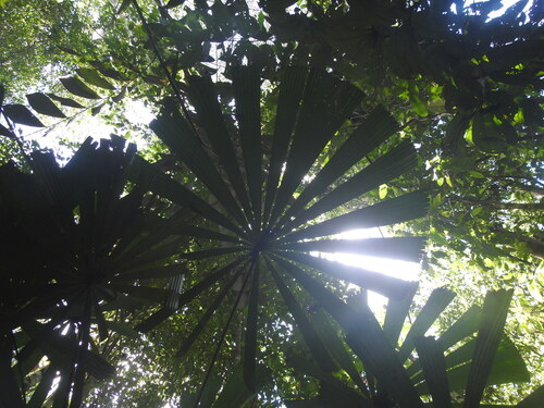 Licuala de Lauterbach Sombreada