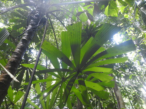Licuala de Lauterbach Sombreada