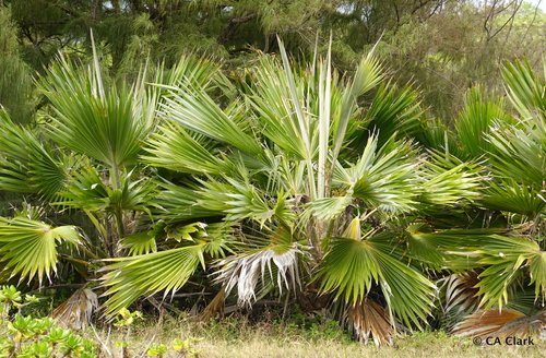 Palmeira de Hillebrand