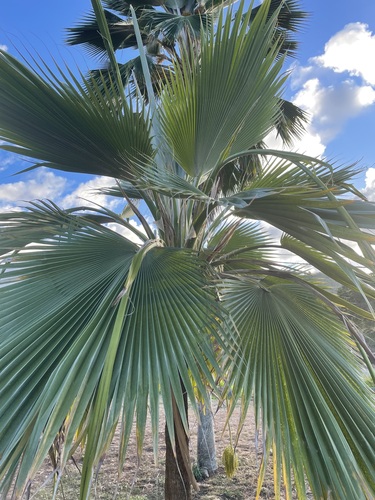 Palmeira de Hillebrand
