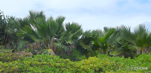 Palmeira de Hillebrand
