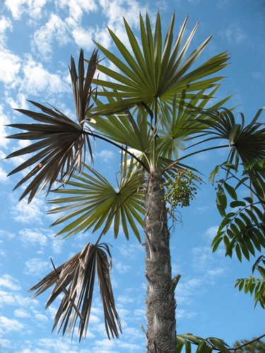 Palmeira Miraguama