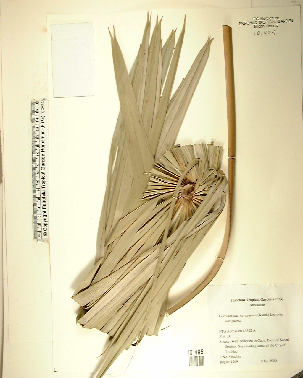 Palmeira Miraguama