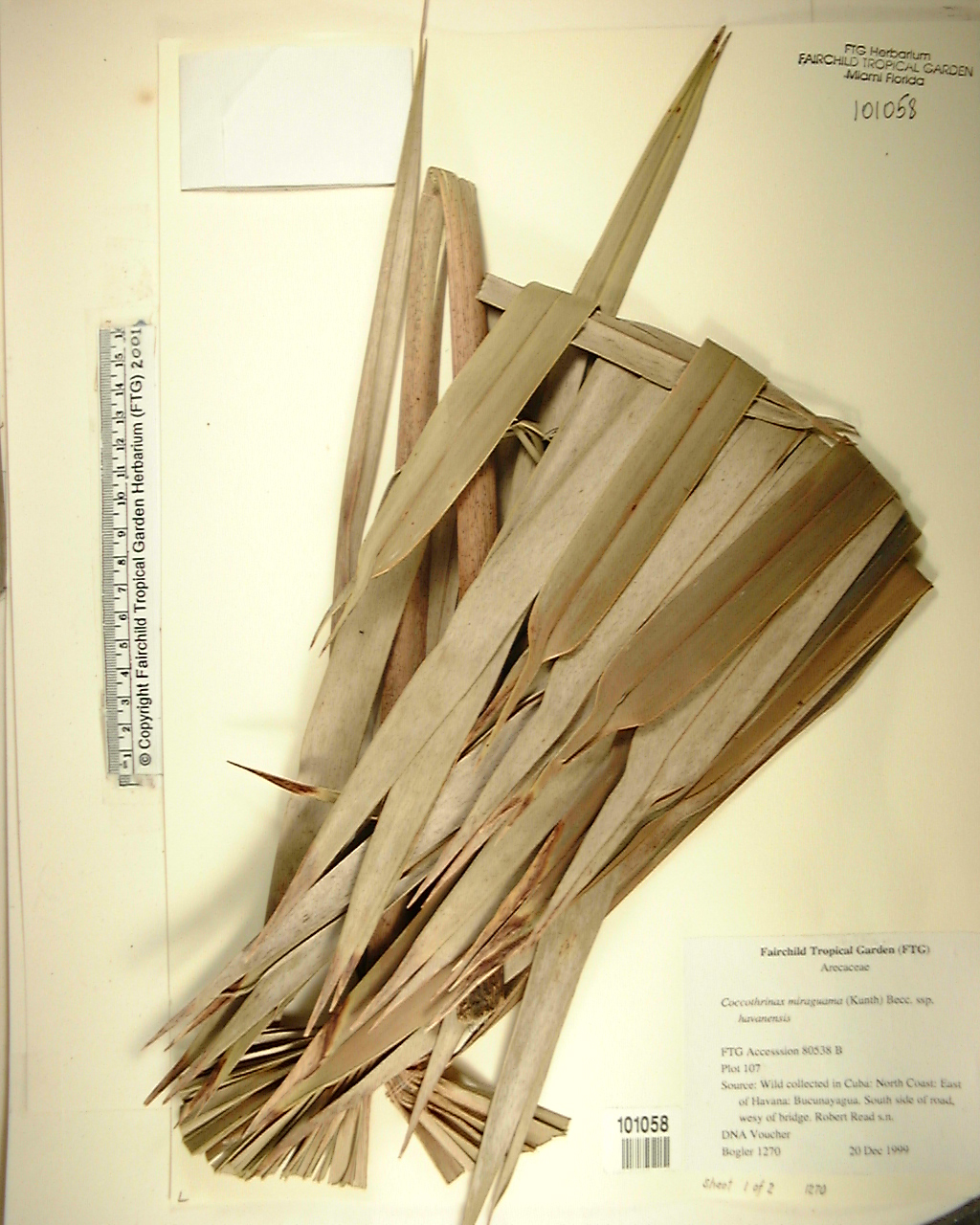 Palmeira Miraguama