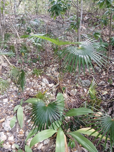 Palmeira Leque de Barbados